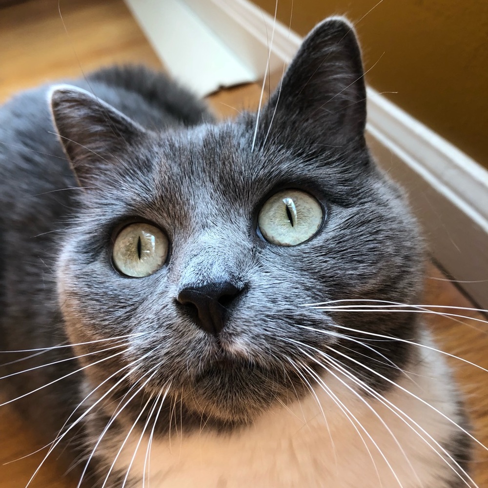 Meet your Posher, Cordelia